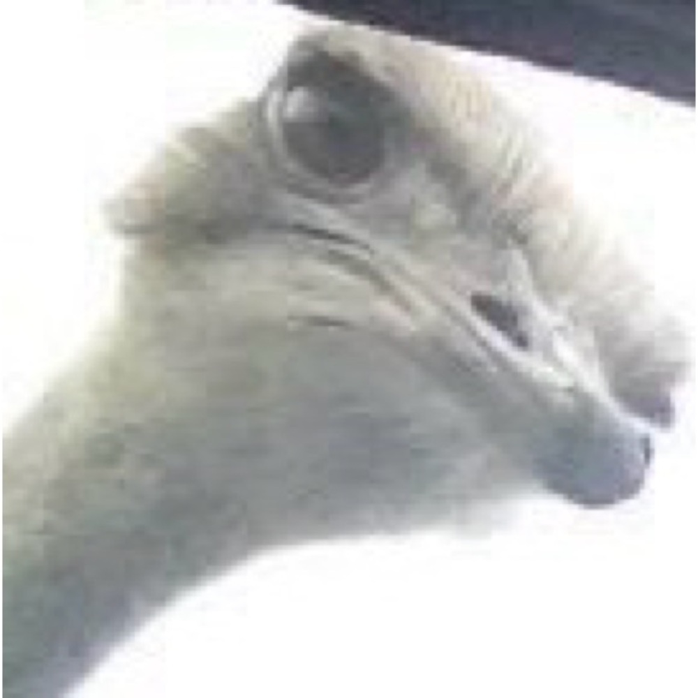 Meet your Posher, Scott